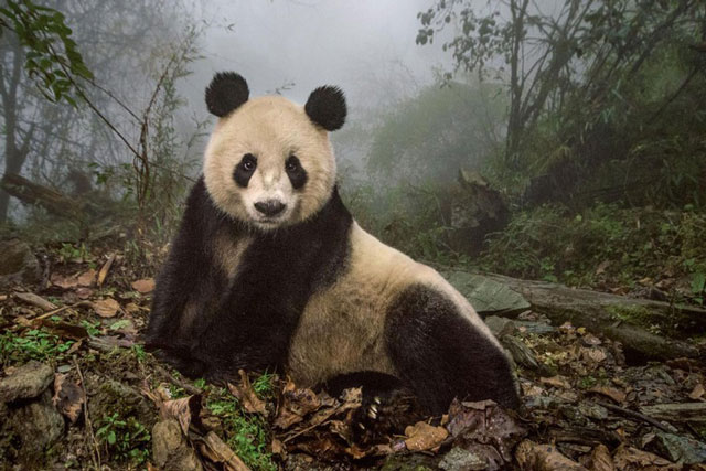 Hành vi ủ ấm bằng phân kỳ lạ của gấu trúc khổng lồ