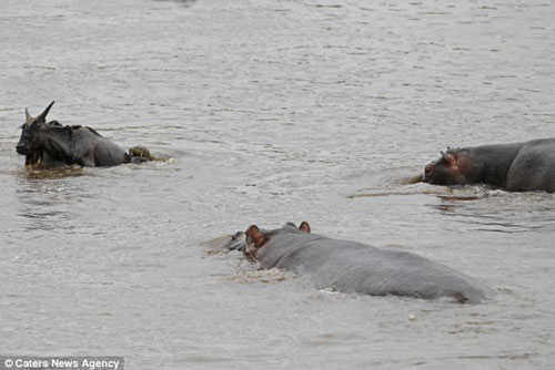 Hà mã đánh đuổi cá sấu cứu linh dương đầu bò