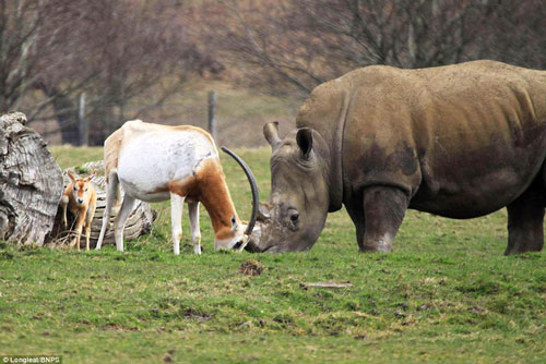 Linh dương mẹ kiên cường đấu sừng với tê giác bảo vệ con