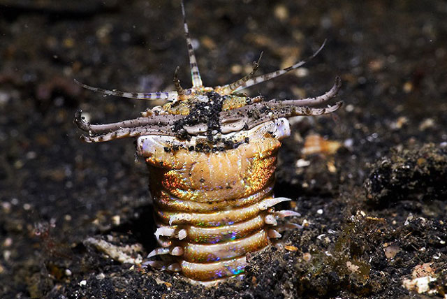 Hàng chục triệu năm về trước, một loài sâu ăn thịt dài 2m từng lang thang dưới đáy biển