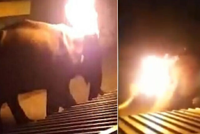 Vào làng kiếm ăn, voi chết tức tưởi vì bị ném bánh xe bốc cháy ngùn ngụt vào đầu, video hiện trường khiến MXH "dậy sóng" đòi trừng trị kẻ ác