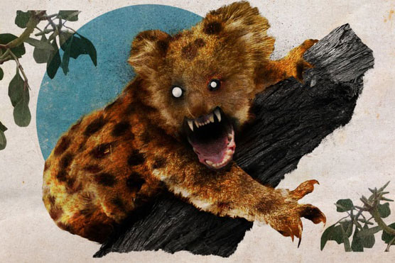 Thực hư thông tin về loài gấu ăn thịt hung tợn trong truyền thuyết Australia