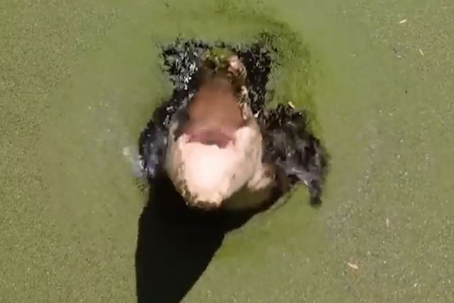 Cá sấu khổng lồ lao lên khỏi mặt nước, cố đớp flycam