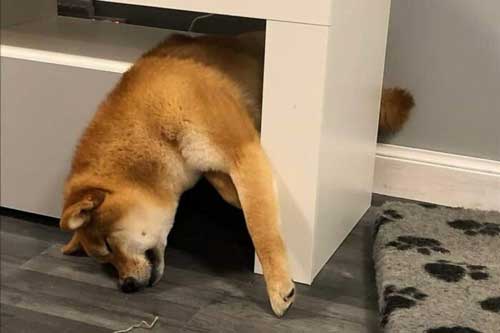 Chùm ảnh hài hước về những chú chó, mèo "ngủ nướng" vô tội vạ