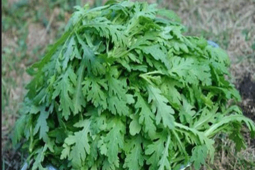 Cải cúc - loại ra không thể thiếu trong mùa đông với mọi nhà