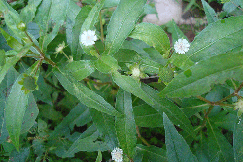 Thần dược từ thiên nhiên đặc biệt tốt cho sức khỏe mà ai cũng bỏ đi