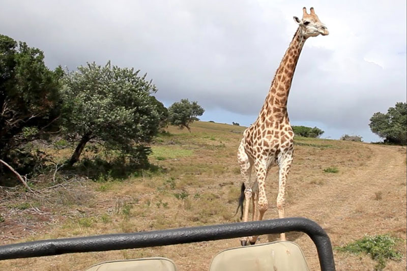 Clip: Hươu cao cổ đuổi theo ôtô đang tham quan rừng