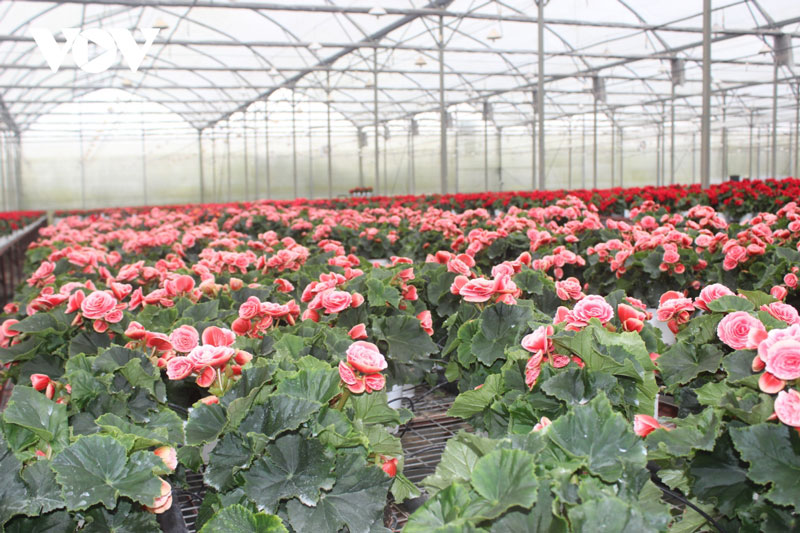 Những loại hoa chơi Tết dành cho...nhà nghèo