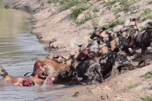 Clip: Linh cẩu 'kéo co' với đàn chó hoang để giành linh dương, bên nào sẽ chiến thắng?