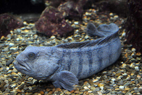 Những sinh vật "đặc dị" nhất dưới đáy đại dương