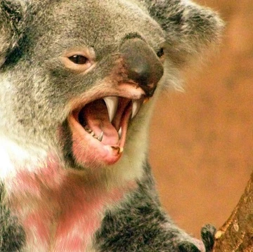 Ảnh photoshop mô phỏng drop bear. Ảnh: Wikimedia.