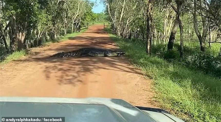 Chỉ có thể thấy ở Úc: Cá sấu khổng lồ 