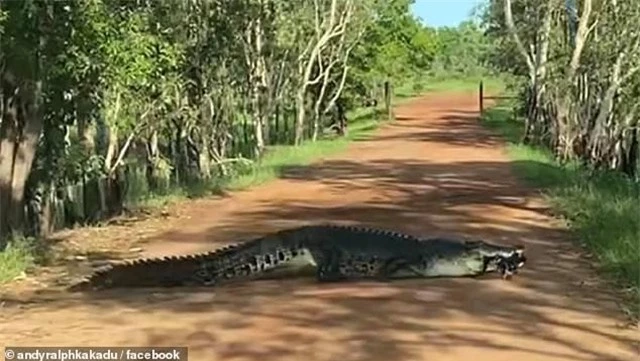 Chỉ có thể thấy ở Úc: Cá sấu khổng lồ 