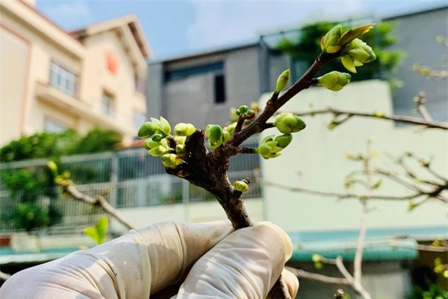 Lão mai trăm tuổi, tán rộng 8m, dân chơi trả giá tiền tỷ vẫn không bán - 8