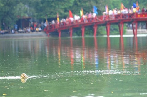 Những bí ẩn đượm màu huyền thoại về cụ Rùa Hồ Gươm - Tạp chí Doanh ...