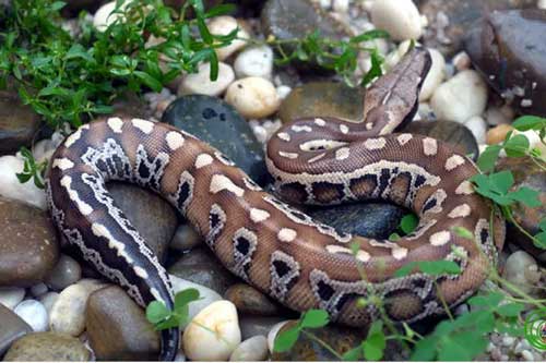 Trăn cộc - loài trăn bí ẩn bậc nhất ở Việt Nam: Rất đẹp, hiếm gặp