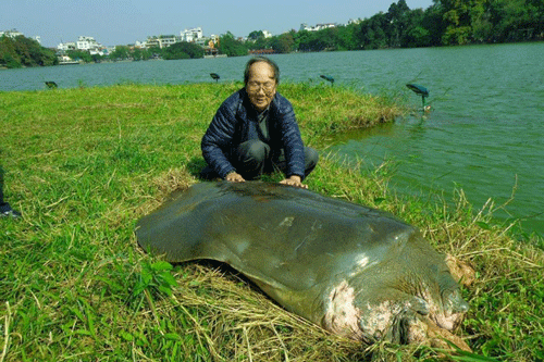 Những bí ẩn đượm màu huyền thoại về cụ Rùa Hồ Gươm