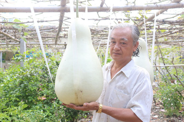Lạ lùng những trái bầu "siêu to, khổng lồ" nặng từ 15-30 kg