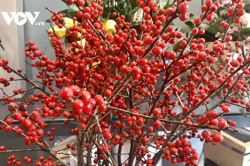 Clip: Giới nhà giàu Việt "đốt" hàng chục triệu đồng mua đào đông đỏ chơi Tết