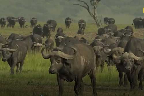 Clip: Linh cẩu cất công săn nghé con, đang ăn thịt thì 'tái mặt' bỏ chạy vì "bóng đen" bất ngờ lao tới