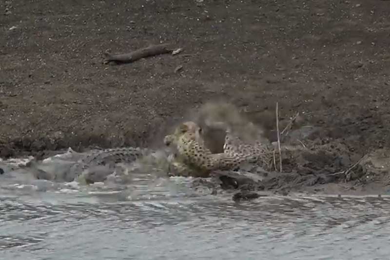 Cá sấu 'xơi tái' báo săn gêpa trong vòng 'một nốt nhạc'