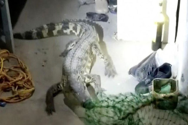 Clip: Hãi hùng trước cảnh cá sấu sở thú trốn vào ký túc xá ở Trung Quốc