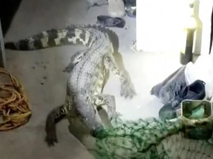 Clip: Hãi hùng trước cảnh cá sấu sở thú trốn vào ký túc xá ở Trung Quốc