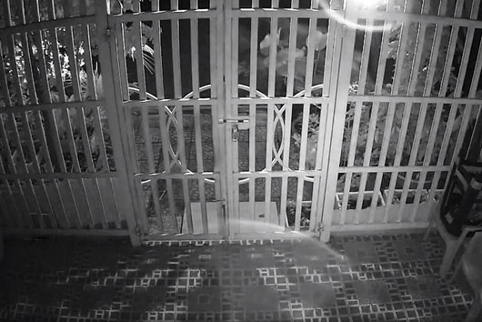 Gần Tết Nguyên đán, cây cảnh khóa xích vẫn "không cánh mà bay"