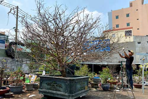 Chiêm ngưỡng 'lão mai' trăm tuổi, giá gần 2 tỷ của đại gia TPHCM