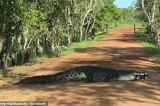 Cá sấu khổng lồ thản nhiên băng qua đường như đi chợ