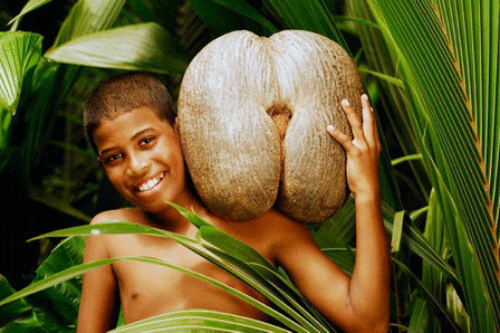 Khám phá bí mật của loại hạt lớn nhất thế giới