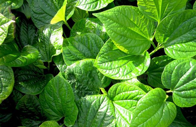 Trị dứt ra mồ hôi tay chân hiệu quả nhờ lá lốt