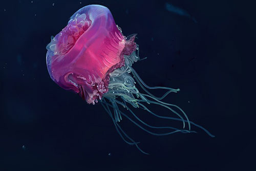 Vẻ đẹp đến mê mẩn của một số loài sinh vật biển