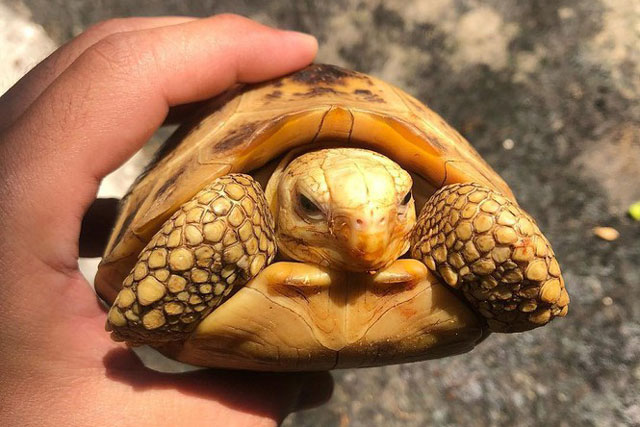 Vì sao rùa rụt được đầu vào trong mai?