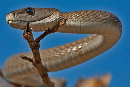 Top 10 loài rắn cực độc, nguy hiểm nhất hành tinh