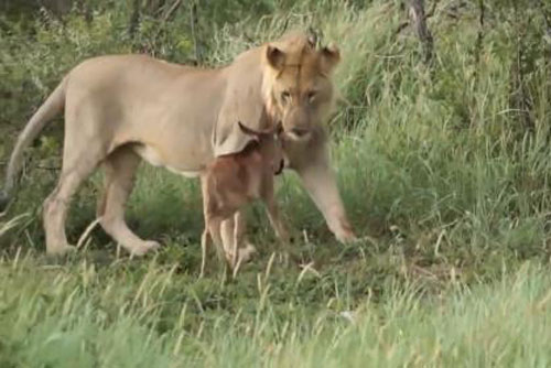 Sư tử quyết chiến với đồng loại bảo vệ linh dương