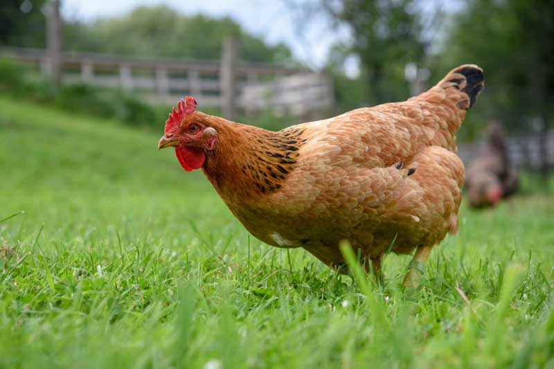 Được 'thần phật ban thưởng', 6 con giáp này dễ trúng số độc đắc, giàu nhanh chóng mặt trong 6 tháng đầu năm 2021