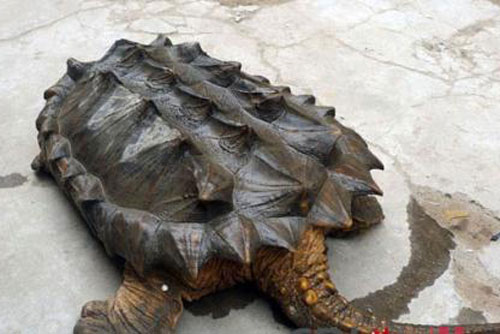 Cận cảnh rùa cá sấu giống động vật thời tiền sử