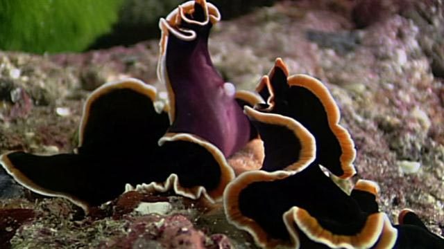 Quá trình sinh sản dị thường của sán dẹp biển