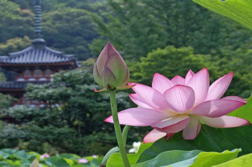 Những loài hoa kiêng kị cắm bàn thờ ngày Tết