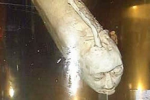 Bí ẩn loài cá mặt người kỳ quái tại Thái Lan