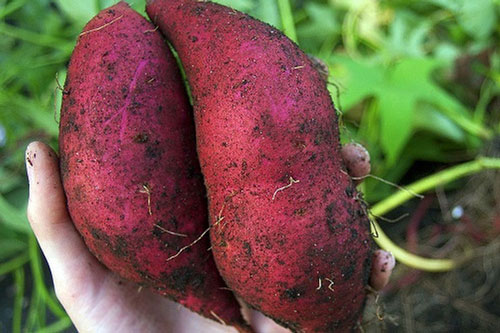 Ăn món này buổi sáng đảm bảo cả đời bạn không mắc ung thư