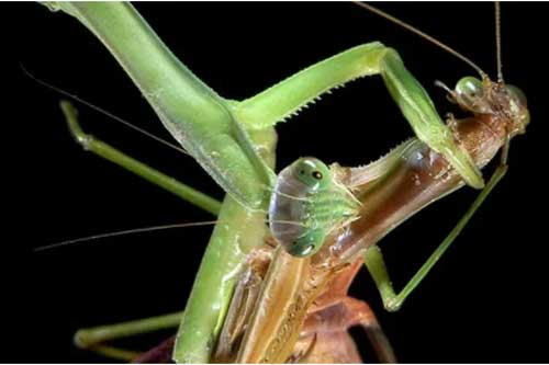 Những con bọ ngựa đực đang tiến hóa để không bị bọ ngựa cái ăn thịt sau giao phối
