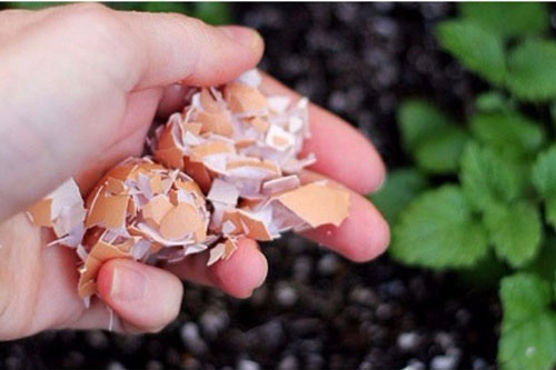 Vỏ trứng dùng xong đừng vội vứt đi, giữ lại làm việc này cực kỳ hiệu quả