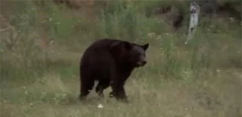 Bất ngờ một con gấu đen xuất hiện 