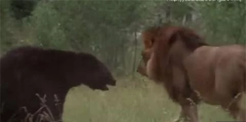 Thấy kẻ lạ mặt con sư tử đã lao vào đánh đuổi con gấu đen đi 