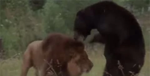 Thế nhưng con gấu đen đã không bỏ đi ngay mà lao vào tấn công lại 