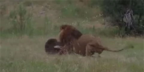 Con sư tử đực thấy vậy cũng ra sức đánh trả kẻ xâm lược 