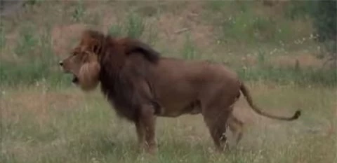 Con sư tử sau khi dành chiến thắng đã đứng nhìn về phía con gấu đang bỏ chạy và gầm lên như muốn nói cho 