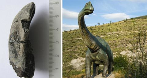 Phát hiện mới: Khủng long không phải loài máu lạnh!